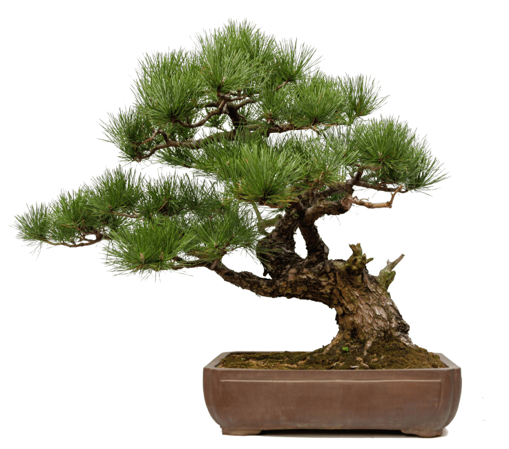 Bonsai Diary Your Digital Bonsai App